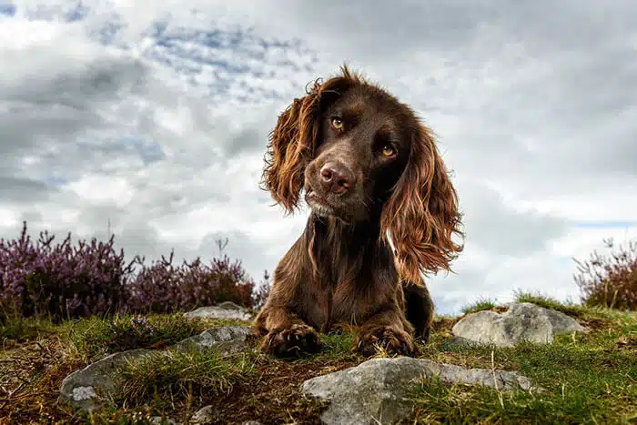 inspiringlife.pt - As melhores fotos de cachorros de 2018 já foram anunciadas