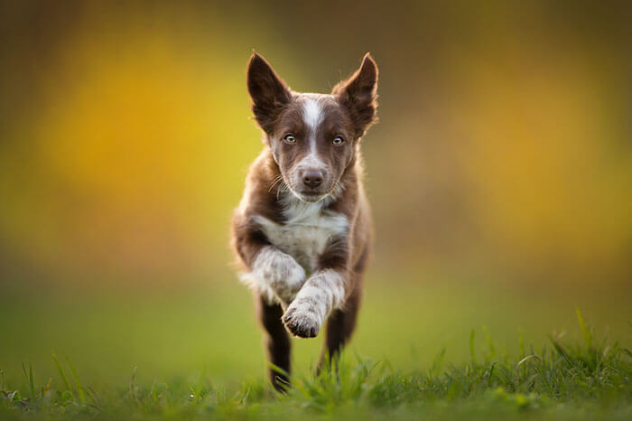 inspiringlife.pt - As melhores fotos de cachorros de 2018 já foram anunciadas