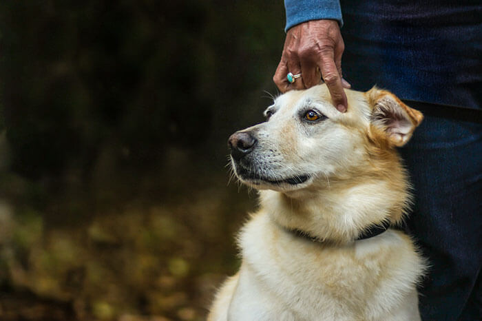 inspiringlife.pt - As melhores fotos de cachorros de 2018 já foram anunciadas