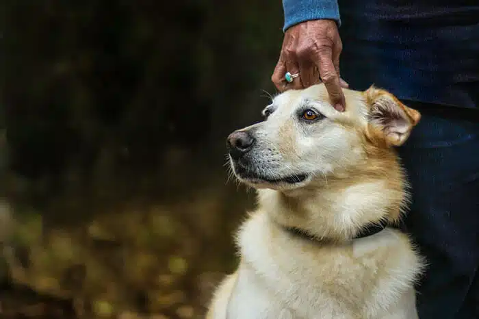 inspiringlife.pt - As melhores fotos de cachorros de 2018 já foram anunciadas