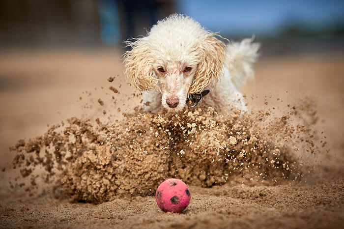 inspiringlife.pt - As melhores fotos de cachorros de 2018 já foram anunciadas