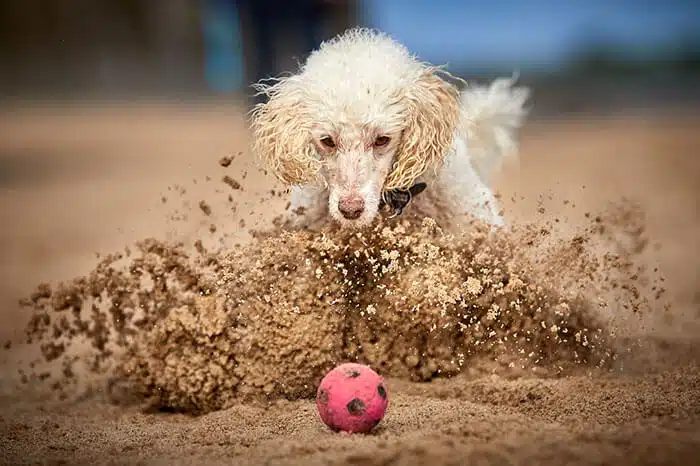 inspiringlife.pt - As melhores fotos de cachorros de 2018 já foram anunciadas