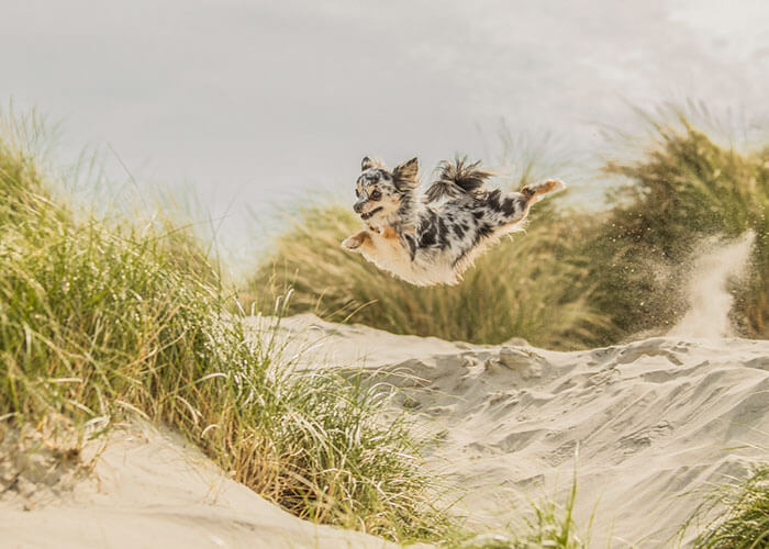 inspiringlife.pt - As melhores fotos de cachorros de 2018 já foram anunciadas