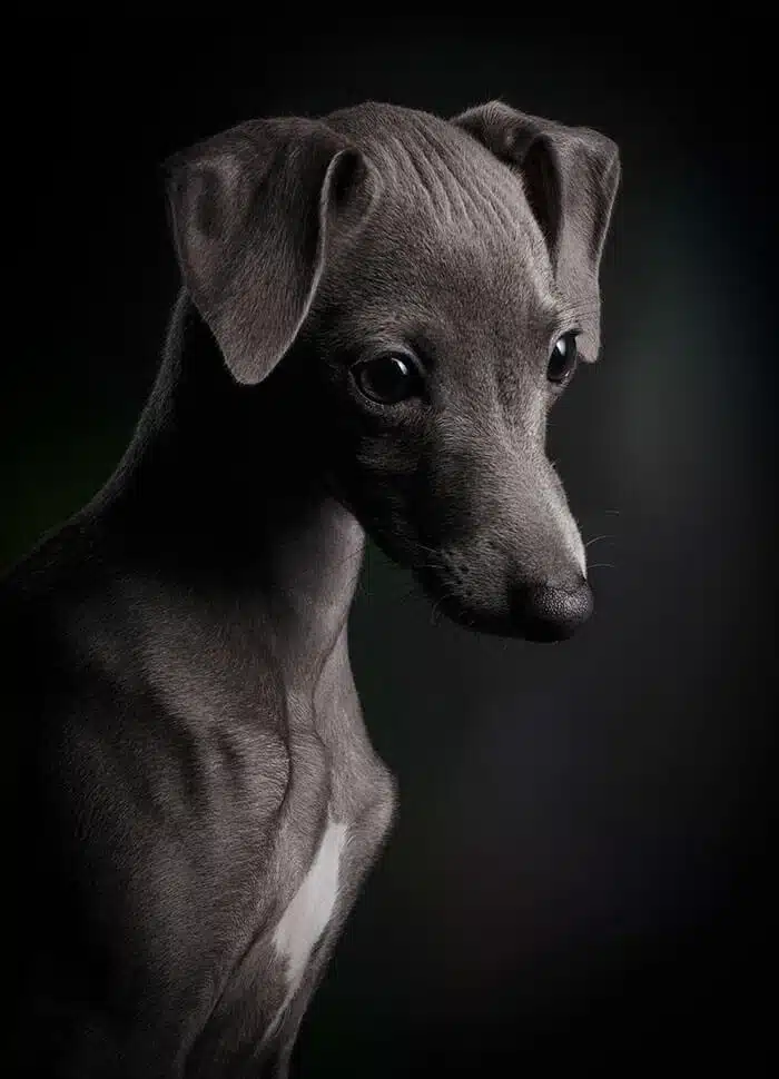 inspiringlife.pt - As melhores fotos de cachorros de 2018 já foram anunciadas