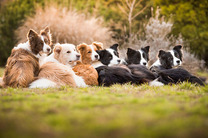 inspiringlife.pt - As melhores fotos de cachorros de 2018 já foram anunciadas