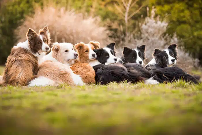 inspiringlife.pt - As melhores fotos de cachorros de 2018 já foram anunciadas