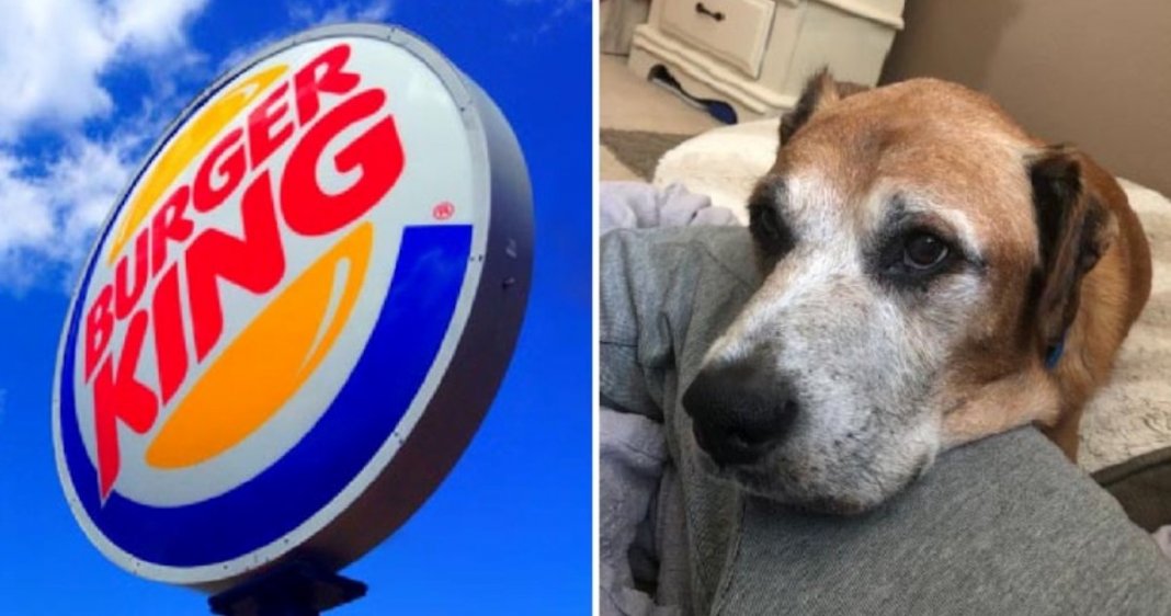 Burger King oferece hambúrgueres todos os dias a cachorro com doença terminal