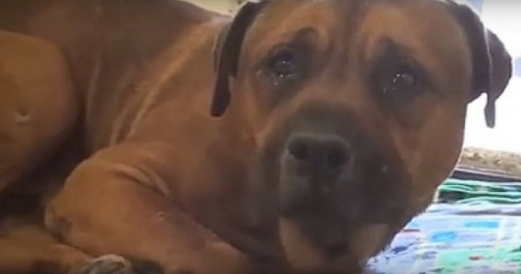 Cachorro chora ao ser abandonado pela família em canil e separado do seu irmão