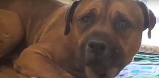 Cachorro chora ao ser abandonado pela família em canil e separado do seu irmão