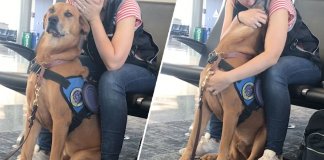 Cachorro de apoio reconhece sinais de ataque de pânico da dona e tenta acalmá-la
