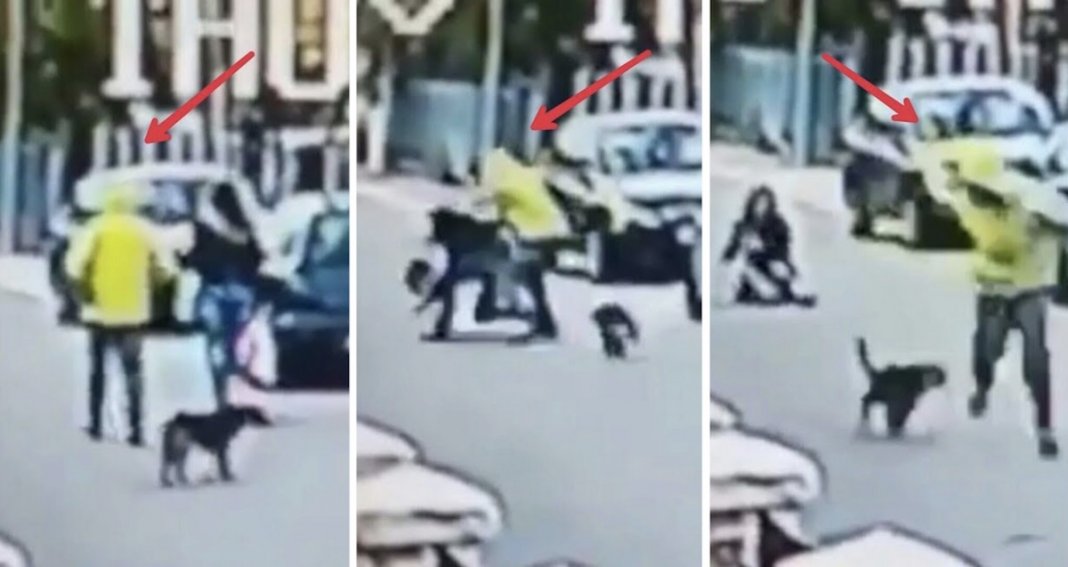 Cachorro herói salva mulher de assalto em plena rua