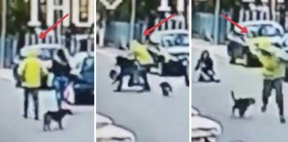 Cachorro herói salva mulher de assalto em plena rua