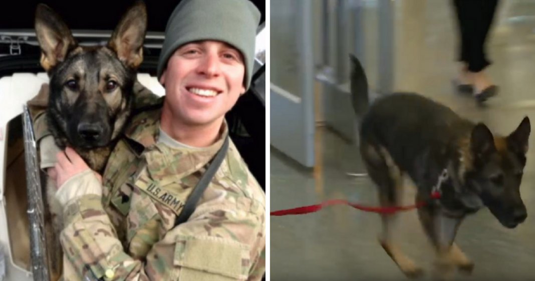 Cachorro soldado é adoptado por militar após três anos separados