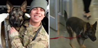 Cachorro soldado é adoptado por militar após três anos separados