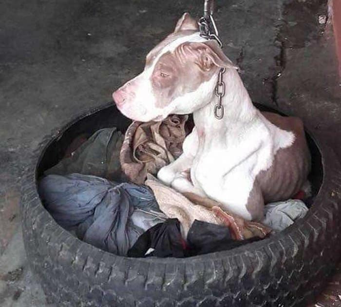 cadela-presa-com-trela-tao-curta-que-nem-conseguia-dormir-e-finalmente-resgatada1