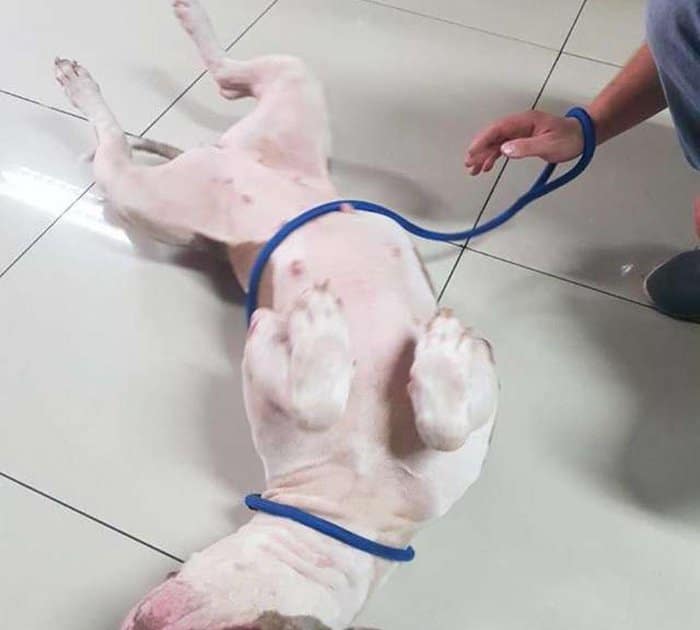cadela-presa-com-trela-tao-curta-que-nem-conseguia-dormir-e-finalmente-resgatada10