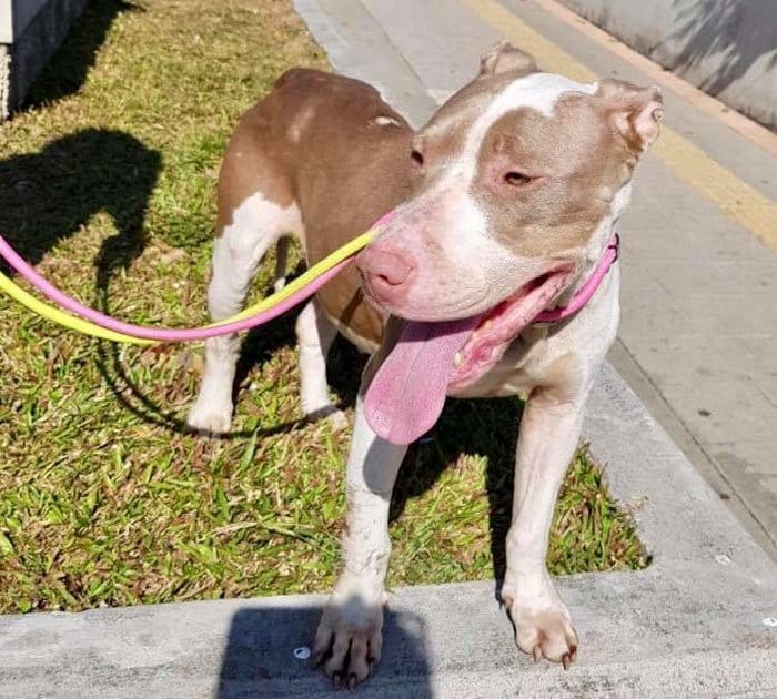 cadela-presa-com-trela-tao-curta-que-nem-conseguia-dormir-e-finalmente-resgatada2