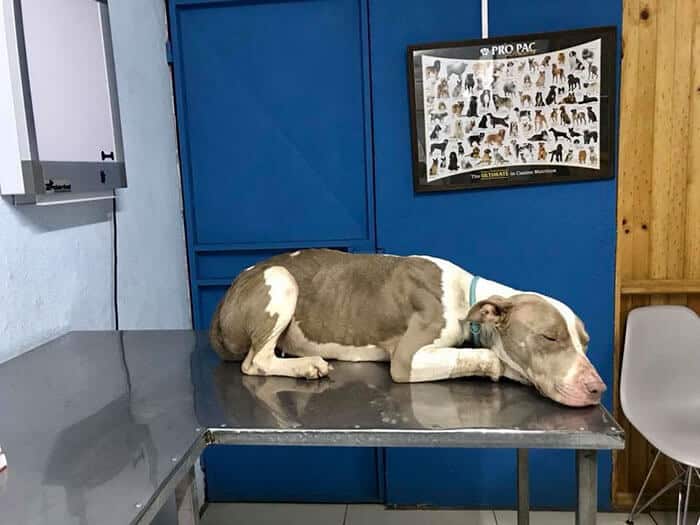 cadela-presa-com-trela-tao-curta-que-nem-conseguia-dormir-e-finalmente-resgatada3