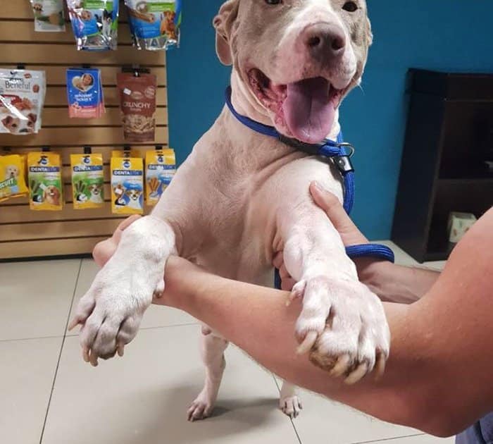cadela-presa-com-trela-tao-curta-que-nem-conseguia-dormir-e-finalmente-resgatada7