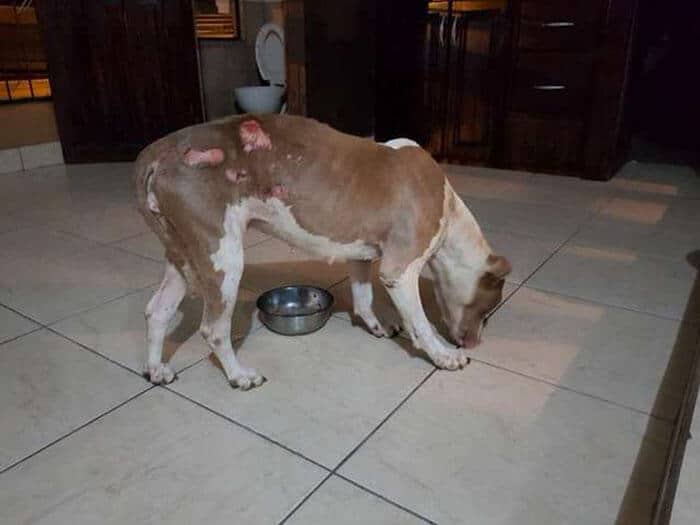 cadela-presa-com-trela-tao-curta-que-nem-conseguia-dormir-e-finalmente-resgatada9