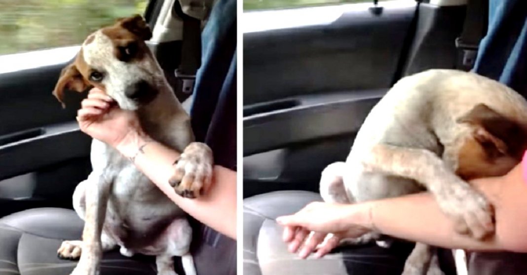 Cão agradece por ter sido resgatado e sua nova dona começa a chorar