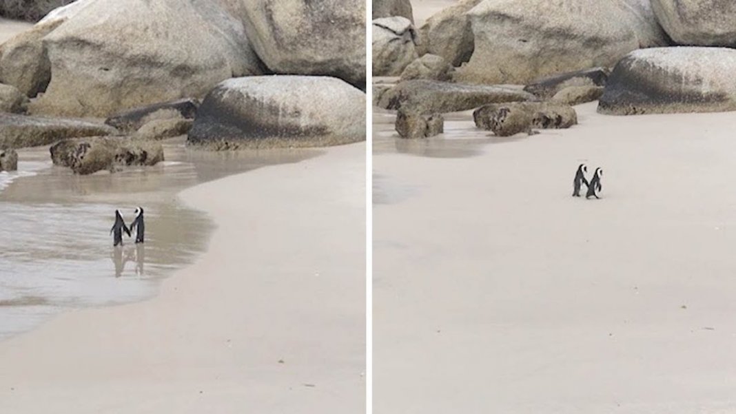 Casal de pinguins dão um passeio romântico numa praia e tornam-se virais
