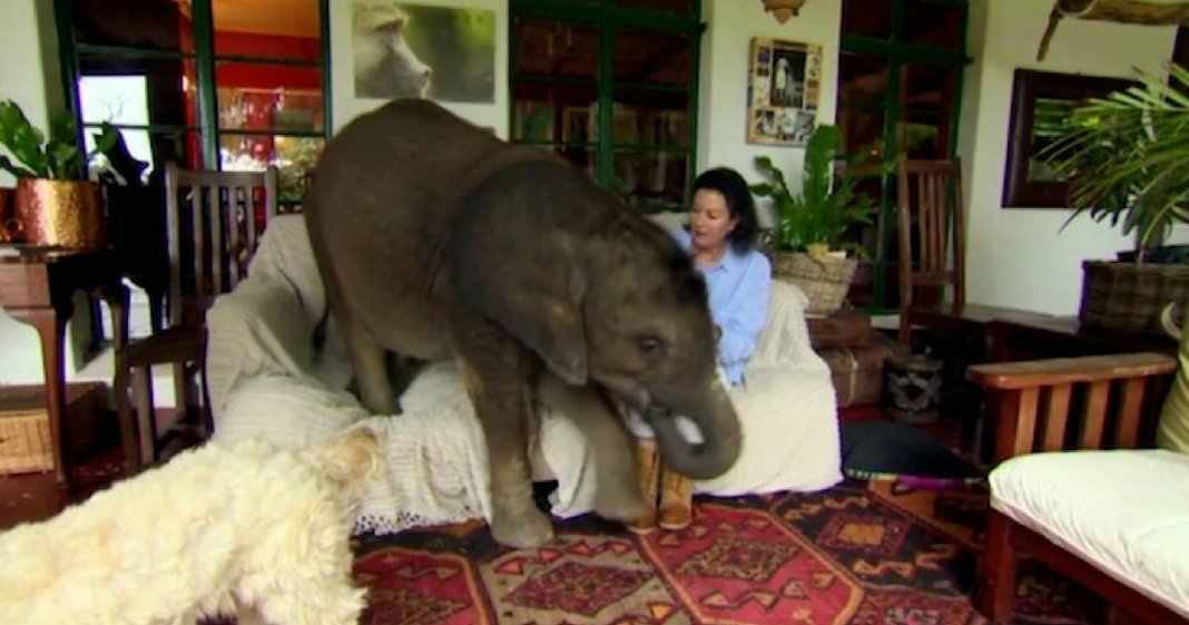 Elefante bebé é resgatado e segue a sua “mãe humana” para todo o lado