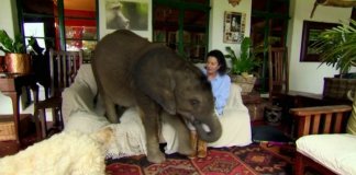 Elefante bebé é resgatado e segue a sua “mãe humana” para todo o lado