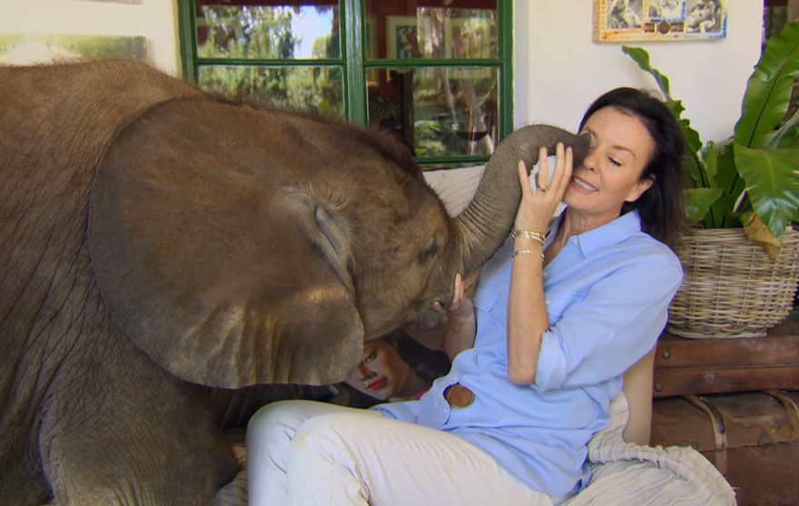 inspiringlife.pt - Elefante bebé é resgatado e segue a sua "mãe humana" para todo o lado