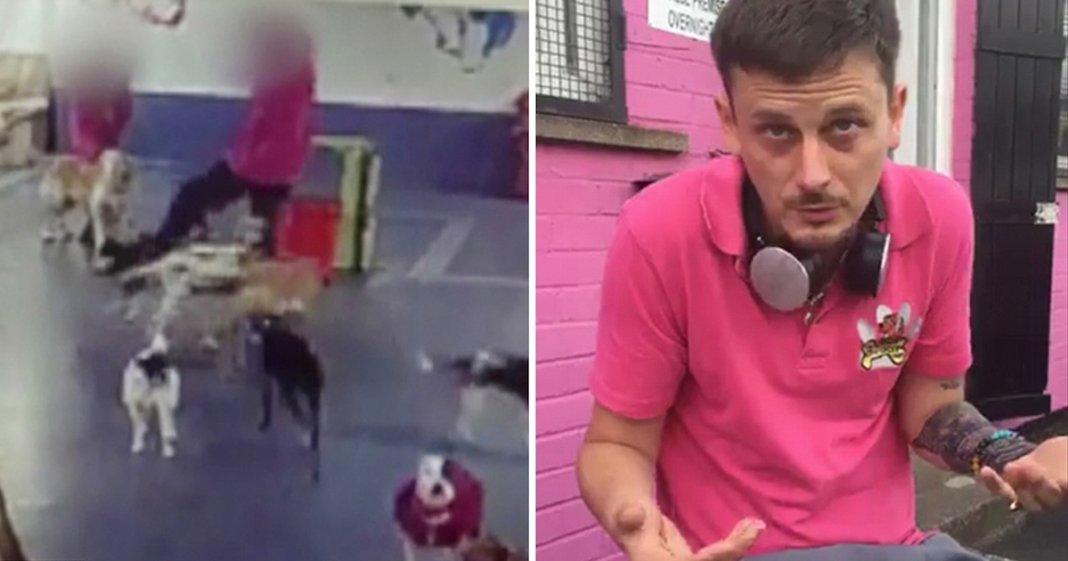 Empregado de “creche canina” é filmado a maltratar os cachorros