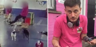 Empregado de “creche canina” é filmado a maltratar os cachorros