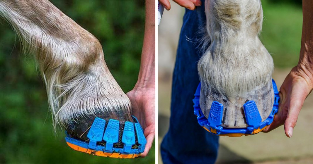 Empresa cria “sapatilhas” que podem salvar a vida de milhares de cavalos