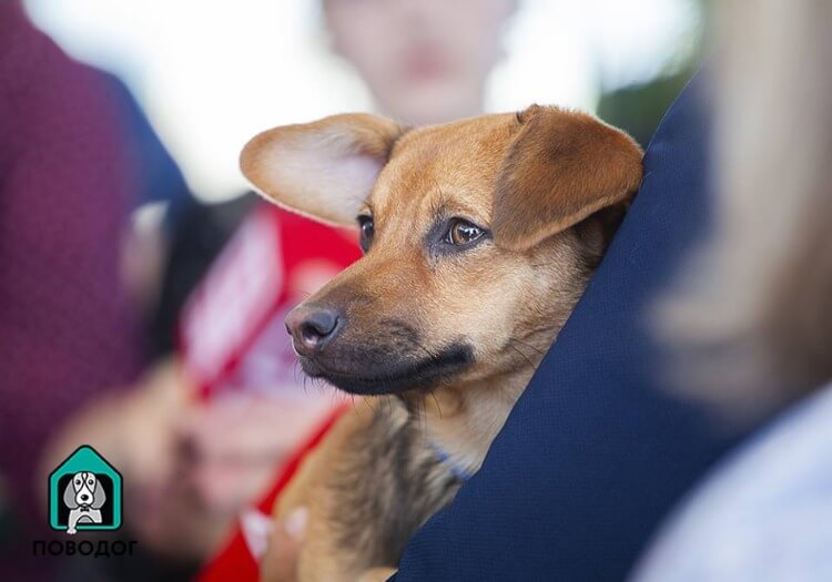 inspiringlife.pt - Fã de futebol retorna à Rússia para resgatar um cachorro da rua que conheceu na Copa do Mundo