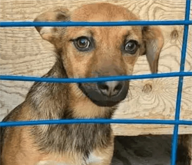 inspiringlife.pt - Fã de futebol retorna à Rússia para resgatar um cachorro da rua que conheceu na Copa do Mundo