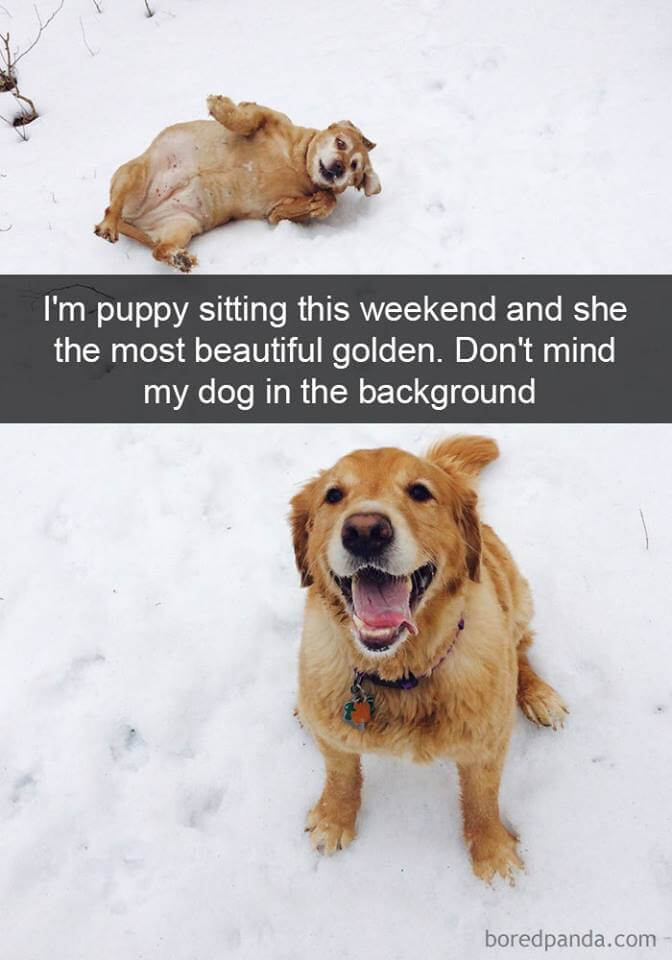 inspiringlife.pt - 18 fotografias de cachorros que vão tornar o teu dia mais feliz