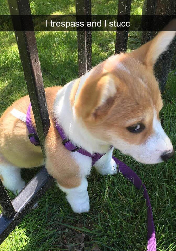 inspiringlife.pt - 18 fotografias de cachorros que vão tornar o teu dia mais feliz