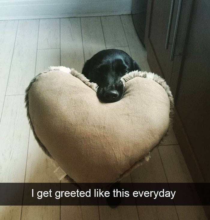 inspiringlife.pt - 18 fotografias de cachorros que vão tornar o teu dia mais feliz