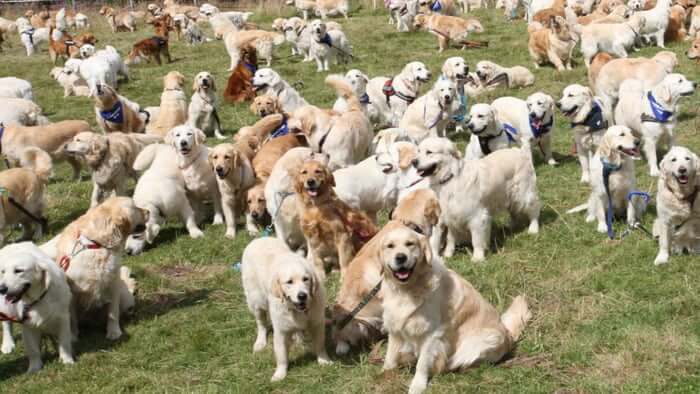 inspiringlife.pt - 361 Golden Retrievers encontram-se na Escócia num dos maiores encontros da raça