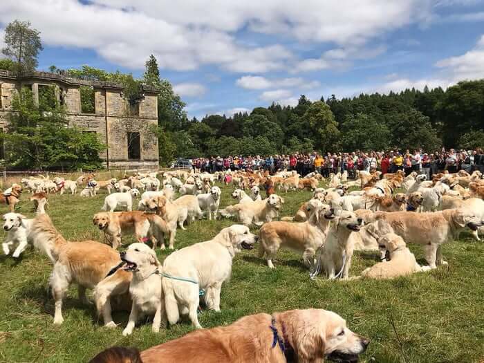 inspiringlife.pt - 361 Golden Retrievers encontram-se na Escócia num dos maiores encontros da raça