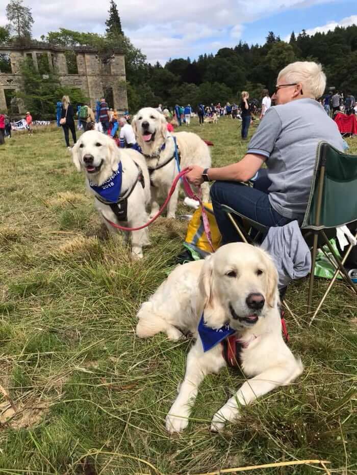 inspiringlife.pt - 361 Golden Retrievers encontram-se na Escócia num dos maiores encontros da raça