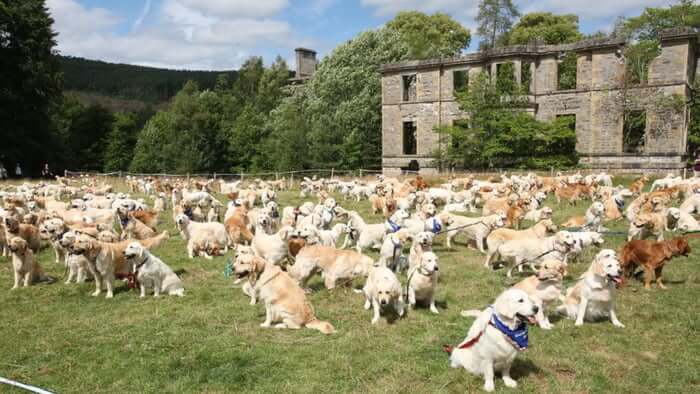 inspiringlife.pt - 361 Golden Retrievers encontram-se na Escócia num dos maiores encontros da raça