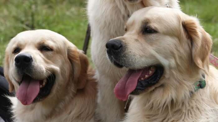 inspiringlife.pt - 361 Golden Retrievers encontram-se na Escócia num dos maiores encontros da raça