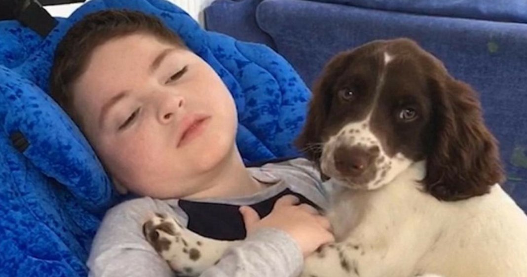 Mãe partilha um vídeo do seu filho incapacitado com o seu novo cachorrinho
