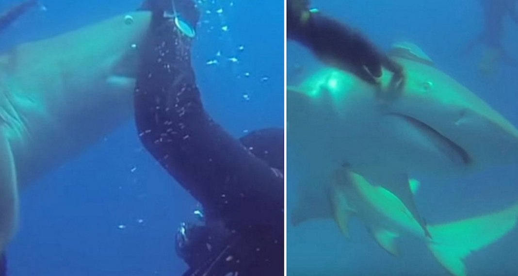 Tubarão aproxima-se desesperadamente de mergulhador para pedir ajuda