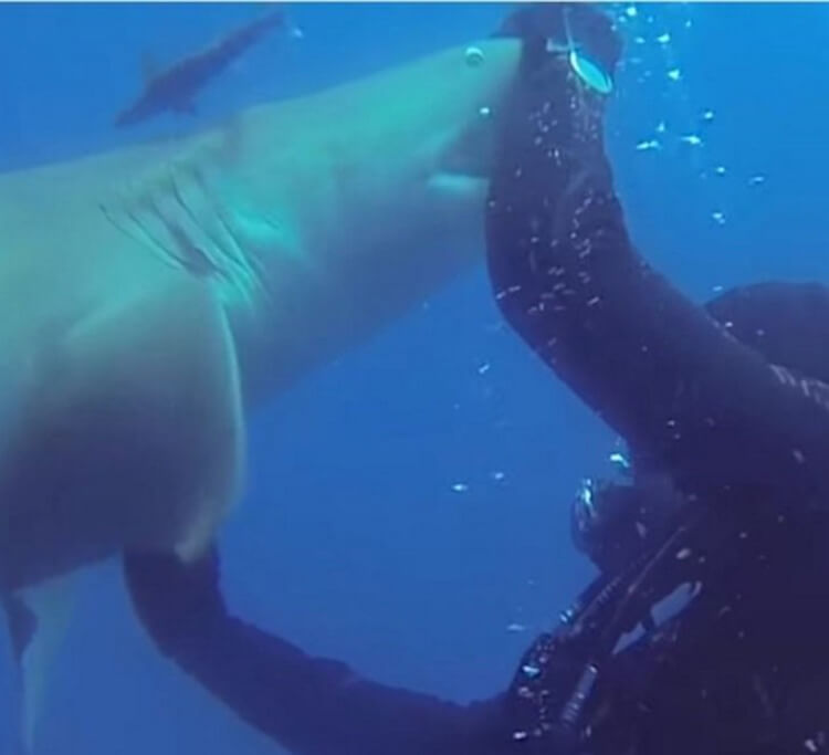 inspiringlife.pt - Tubarão aproxima-se desesperadamente de mergulhador para pedir ajuda