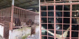 5 ursos torturados em cativeiro durante 21 anos foram finalmente resgatados