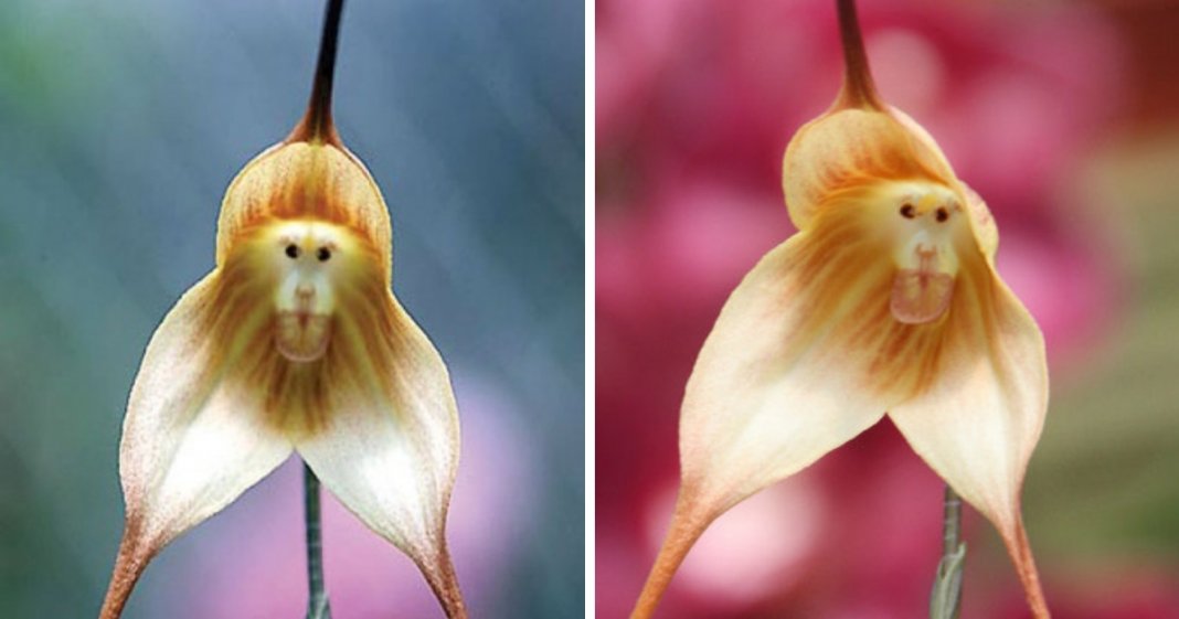 6 tipos de orquídeas que mais parecem animais