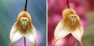 6 tipos de orquídeas que mais parecem animais