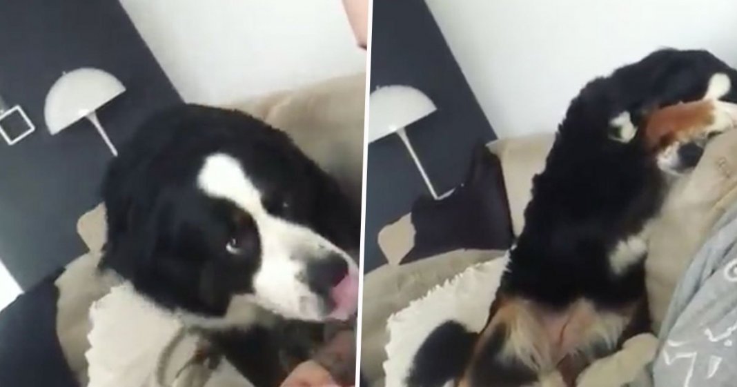 Cachorra adorável fica envergonhada após magoar sem querer a sua dona