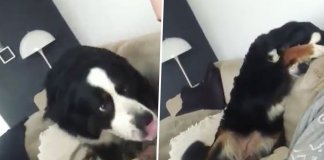 Cachorra adorável fica envergonhada após magoar sem querer a sua dona
